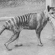 Thylacine at Hobart Zoo, 1936